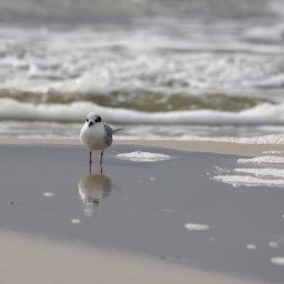 Winter Beach and Gull