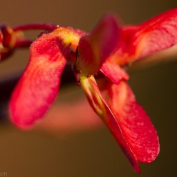 The Maple Announces Spring