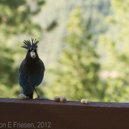Stellar’s Jay