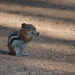 Golden-mantled Ground Squirrel (Spermophilus lateralis)
