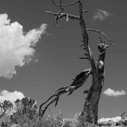 Grouse Peak Sentinel
