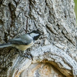 Chickadee