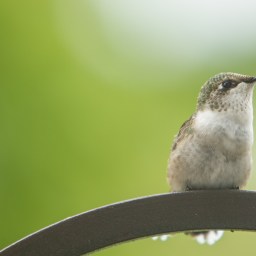Hummingbird Redux