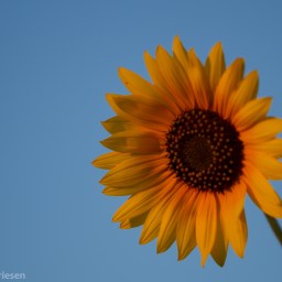 Kansas Sunflower