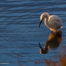 Bolsa Chica Ecological Reserve Egret