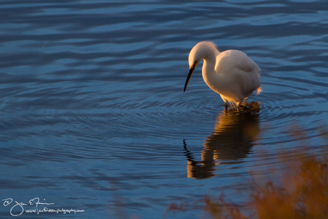 Bolsa Chica Ecological Reserve  Egret at Sunset-1273