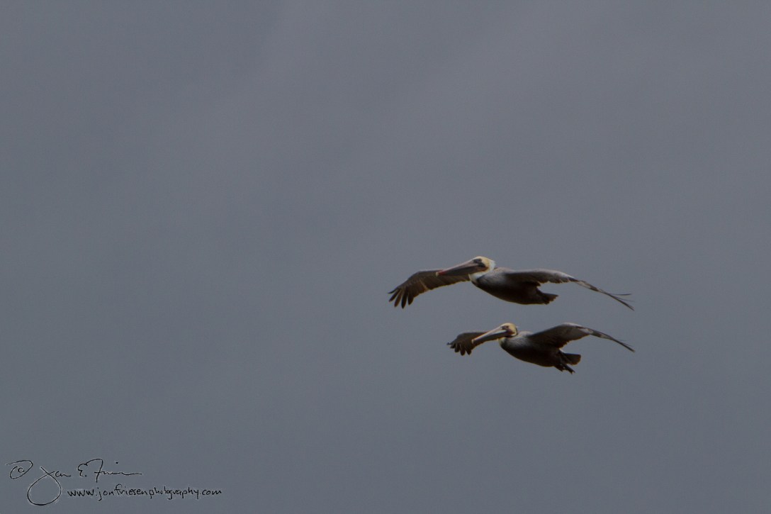 Cabrillo Tidepools Pelicans 2013-1504