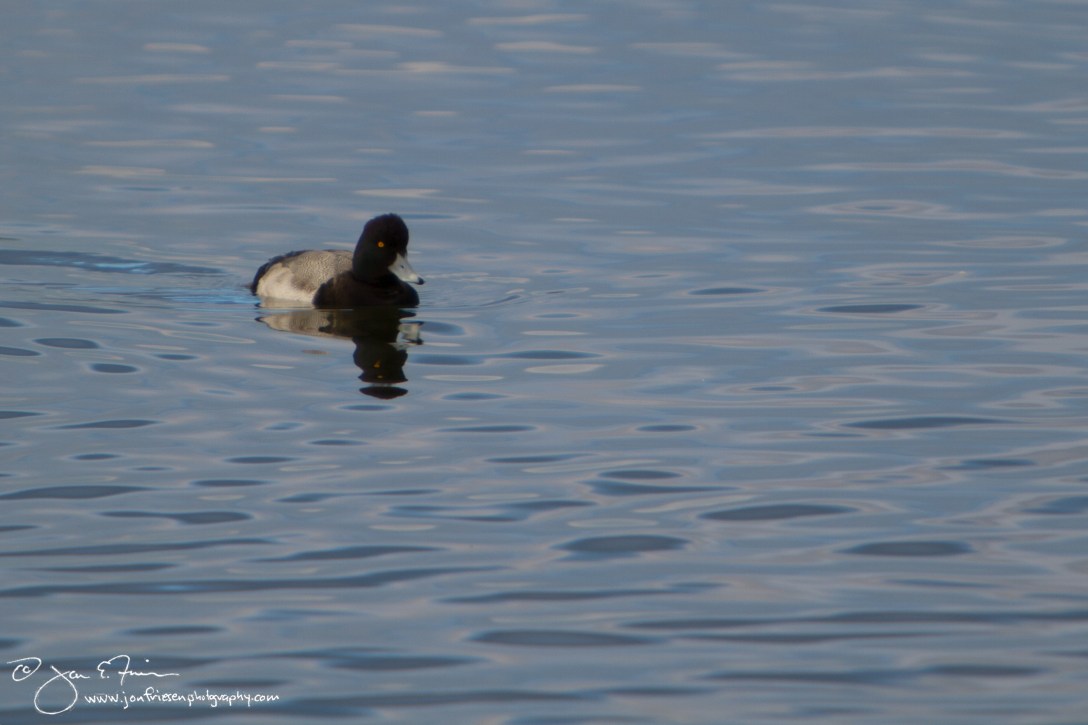 Lesser Scaup-1183