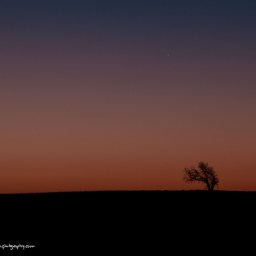 Lone Tree