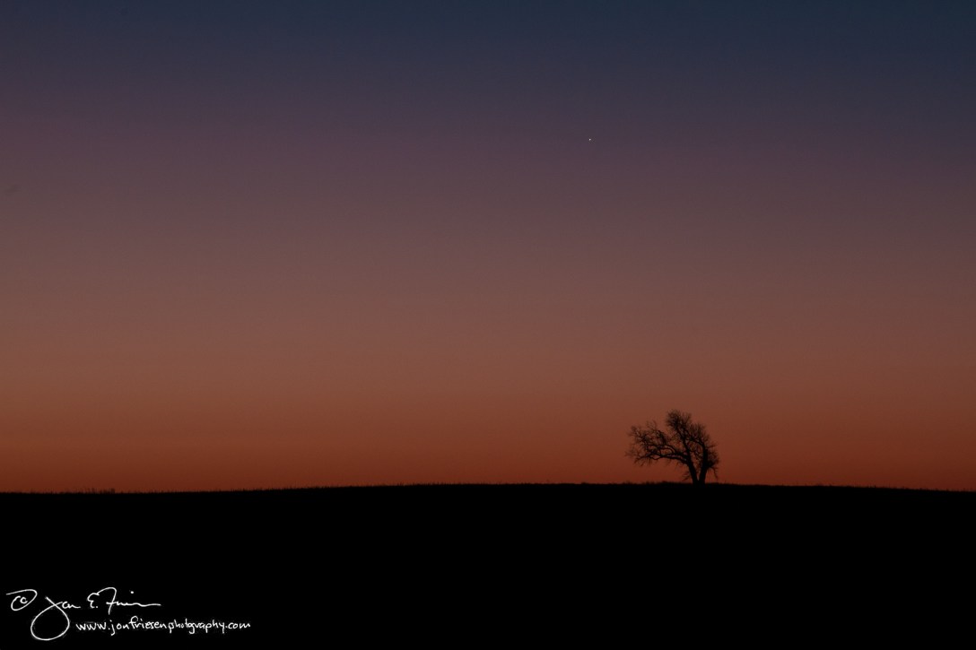 Lone Tree at Dawn-1634