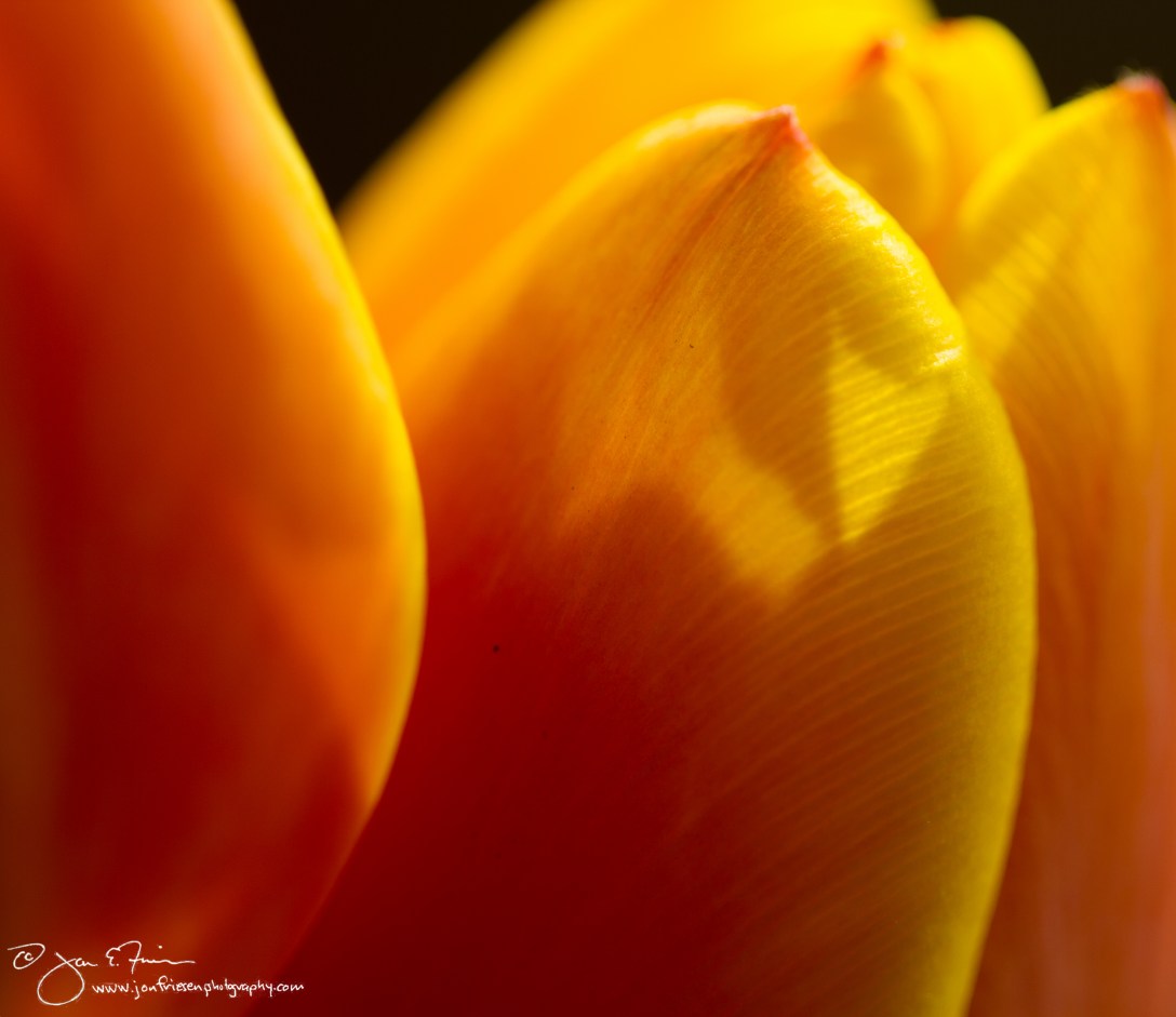 Tulip Petals-1676