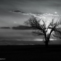 Flint Hills Lone Tree