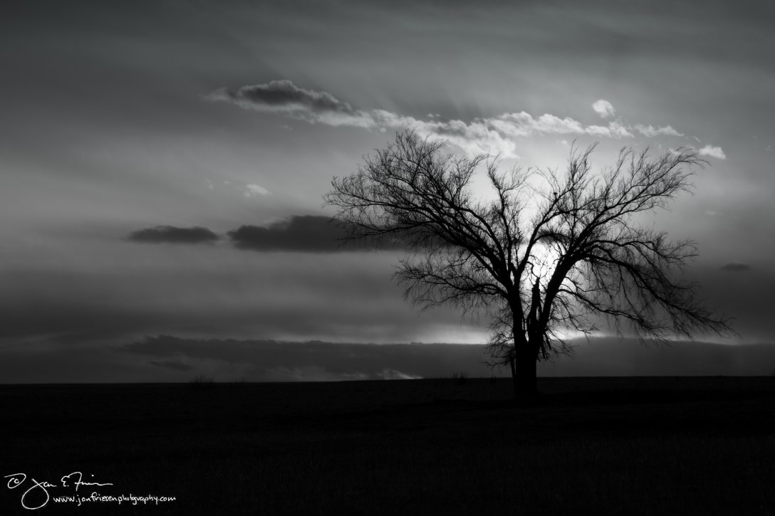 Flint Hills Lone Tree-1772