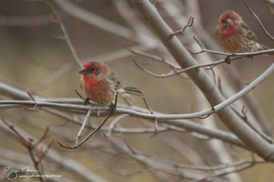 House Finches-1797