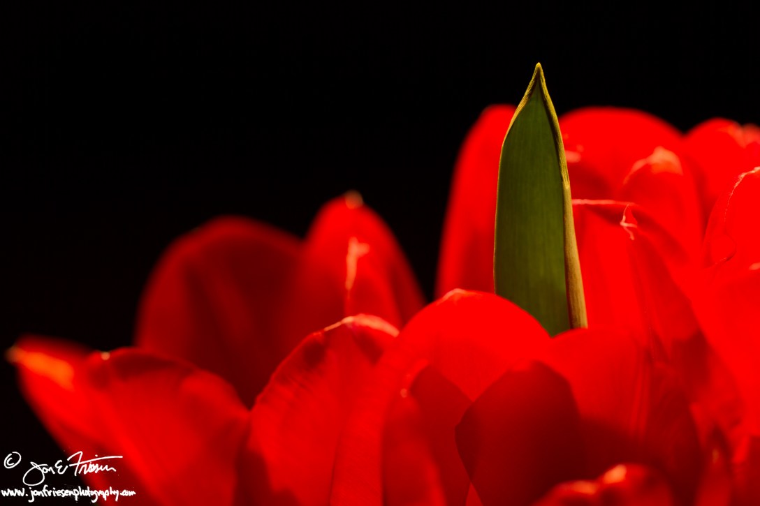 Tulip Petals IV-1804