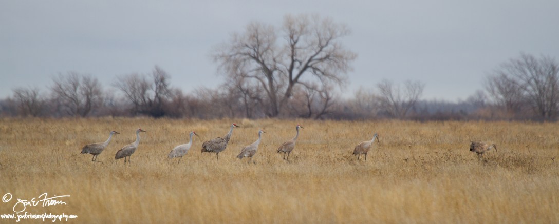 Cranes on the Move-1916