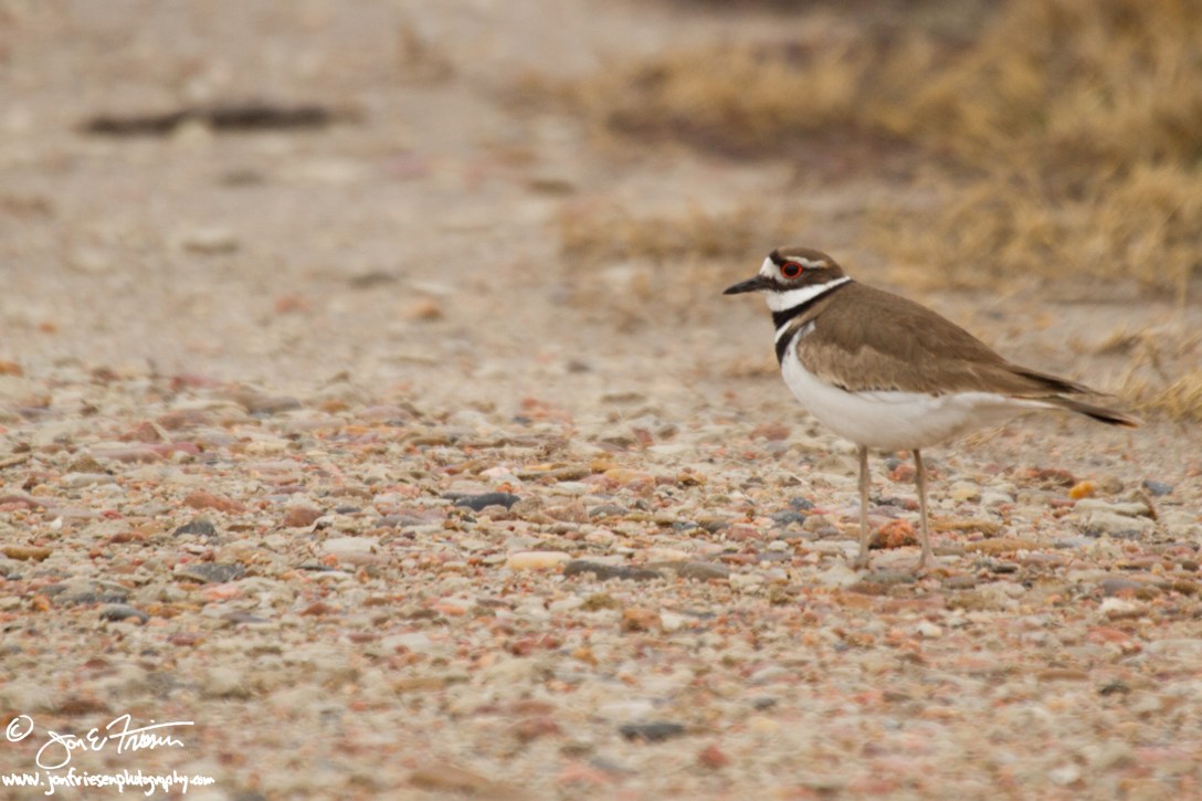 Killdeer-1893