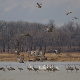 Morning Departure from the Big Salt Marsh