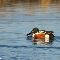 Northern Shoveler