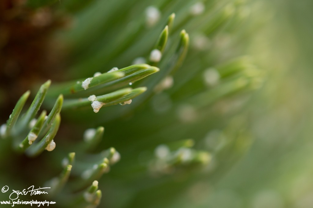 Colorado Observations-3024