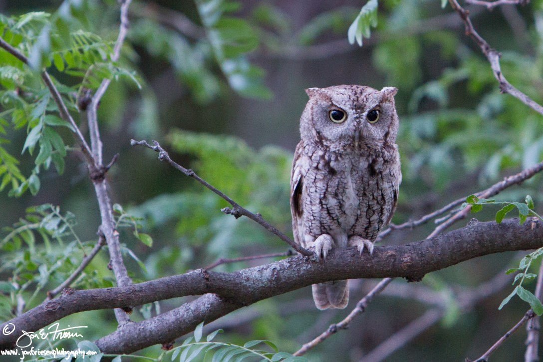 Eastern Screech Owl-2980