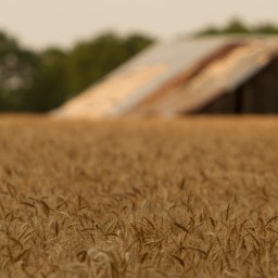 Harvest Evening – 3000