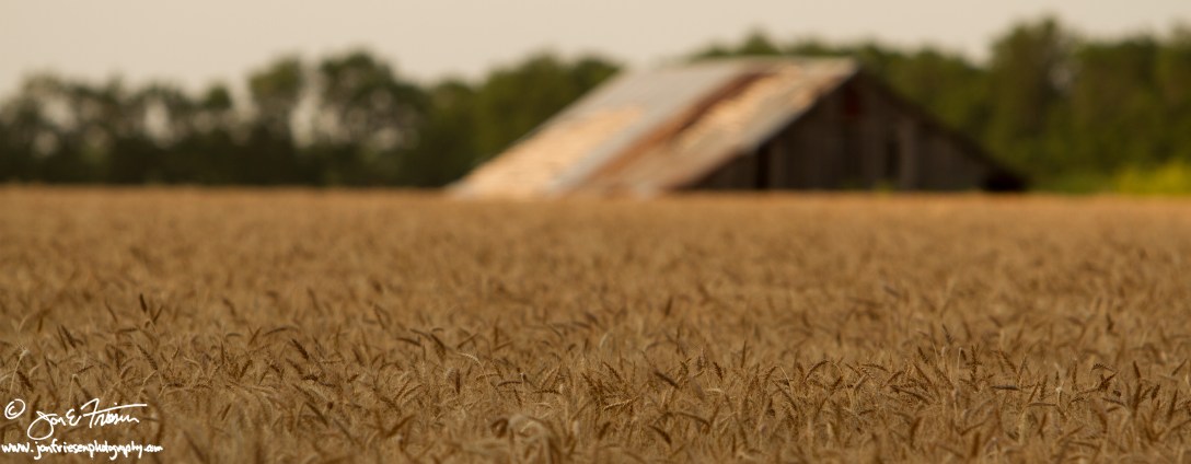 Harvest Evening-3000