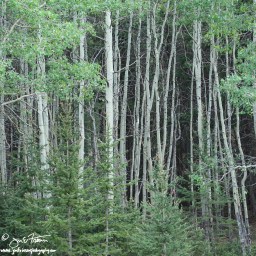 Aspen – 0184