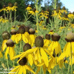 Black Eyed Susans – 0230