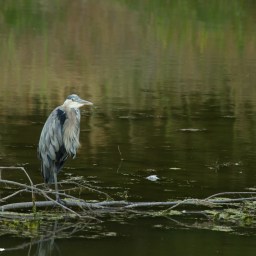 Heron – 3364