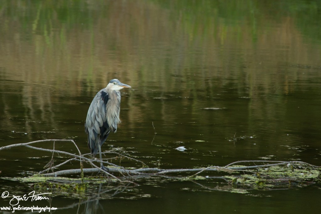 Heron-3364