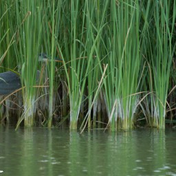 Heron – 3371