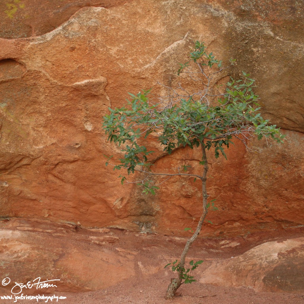 Red Rock Canyon-0089