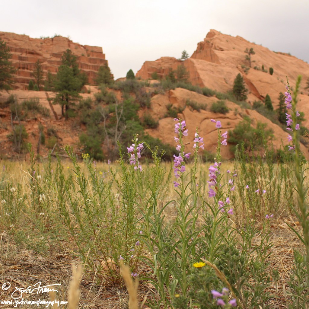 Red Rock Canyon-0108