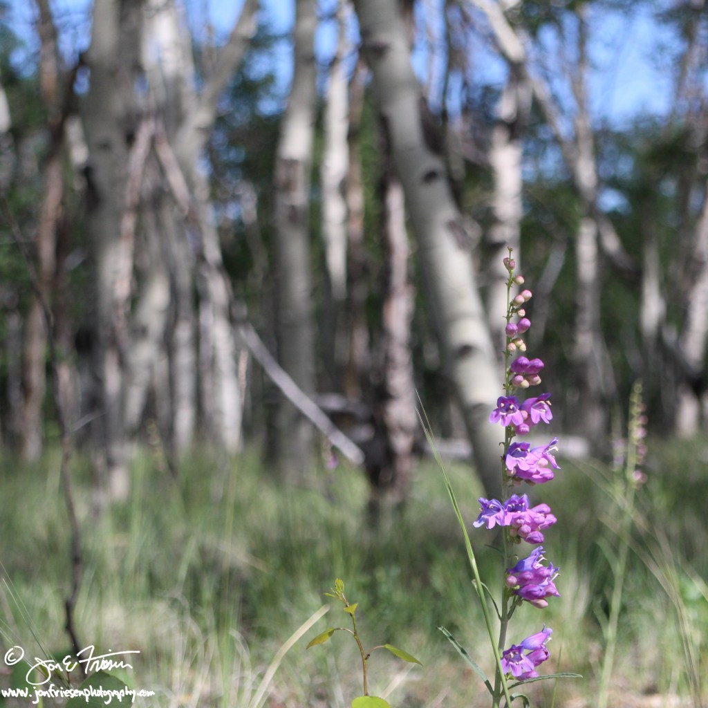 Wilkerson Pass Aspens-0120