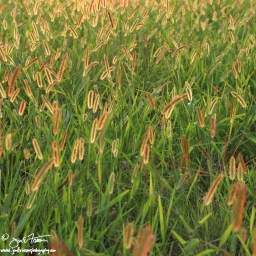 August Grasses at Sunset