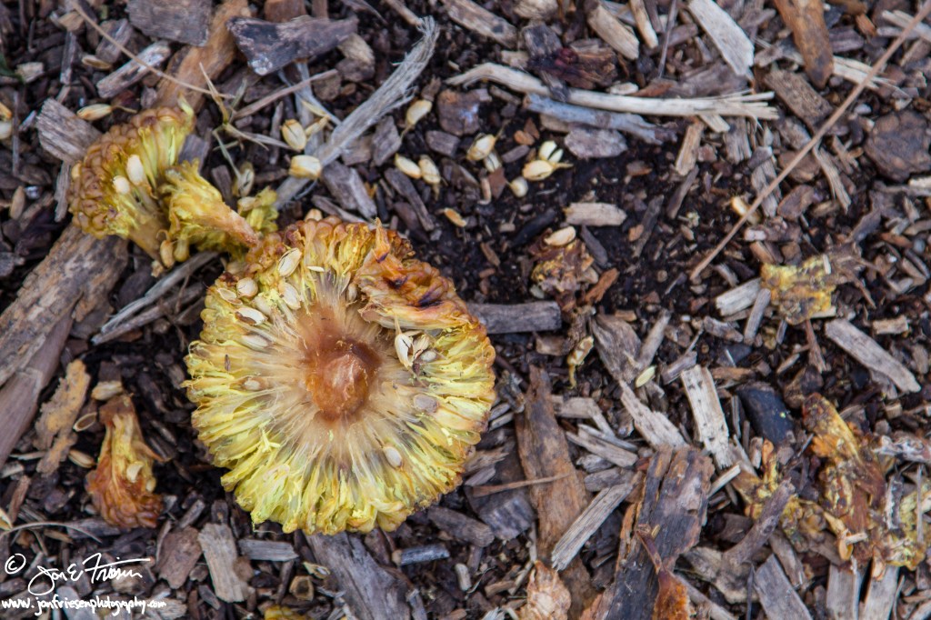 Hedge Apple in Winter Rot-5360