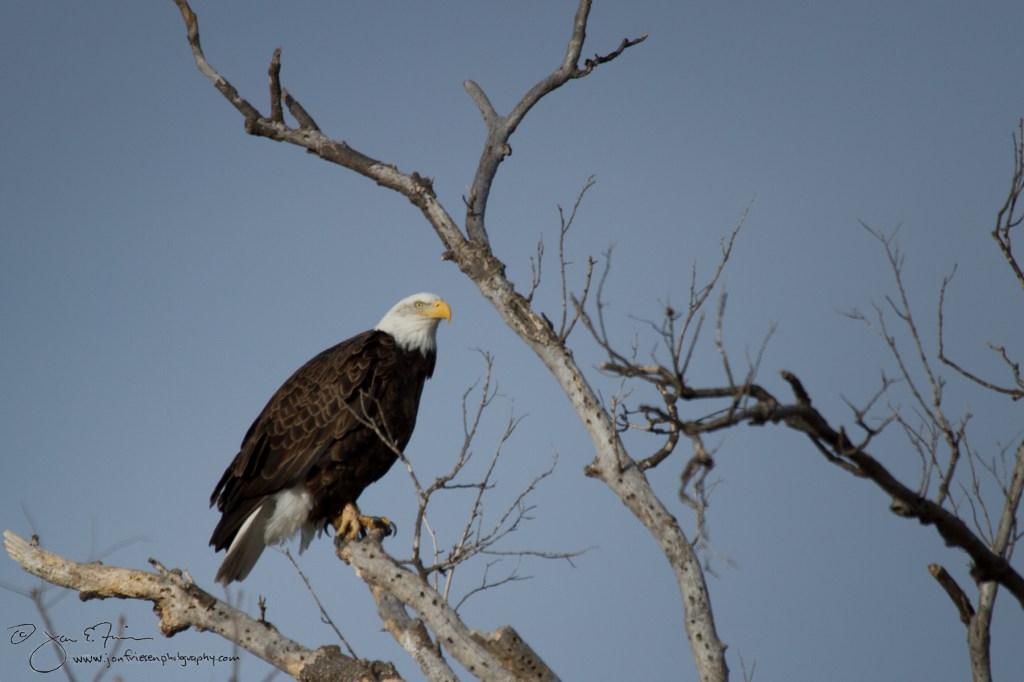Bald Eagle-5449