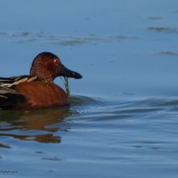 Cinnamon Teal