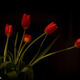 Tulips – 6057
