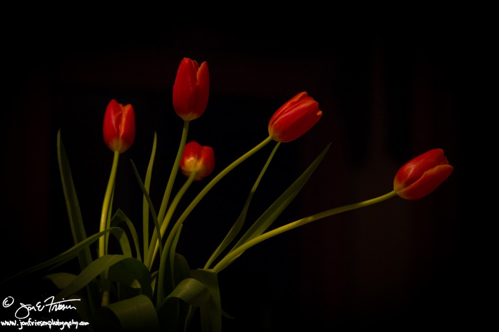 Tulips-6057