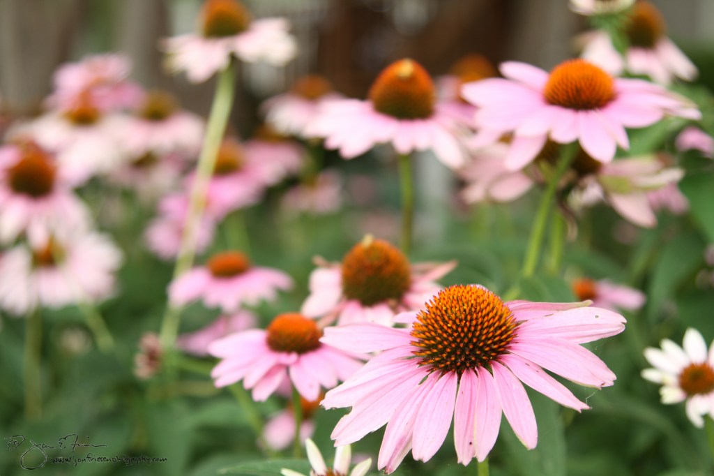 Cone Flowers-6100