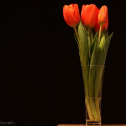 Tulips – 6778
