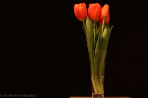 Tulips-6778