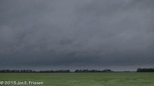 Spring Wheat Field-2586