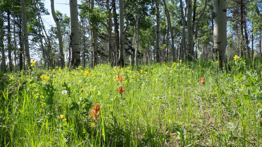 Colorado 2015 JuneJuly-2842