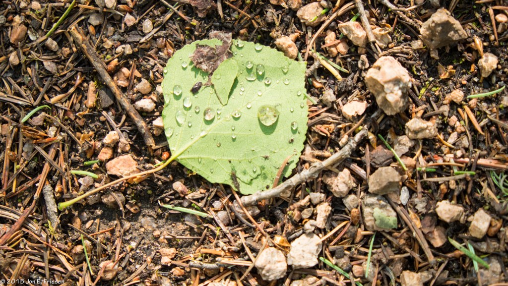 Colorado 2015 JuneJuly-2919