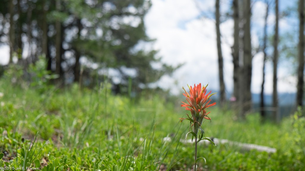 Colorado 2015 JuneJuly-2947