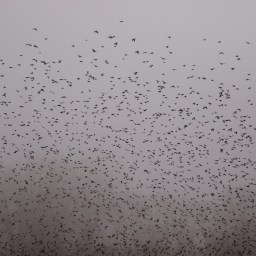 Birds Storm – 1734