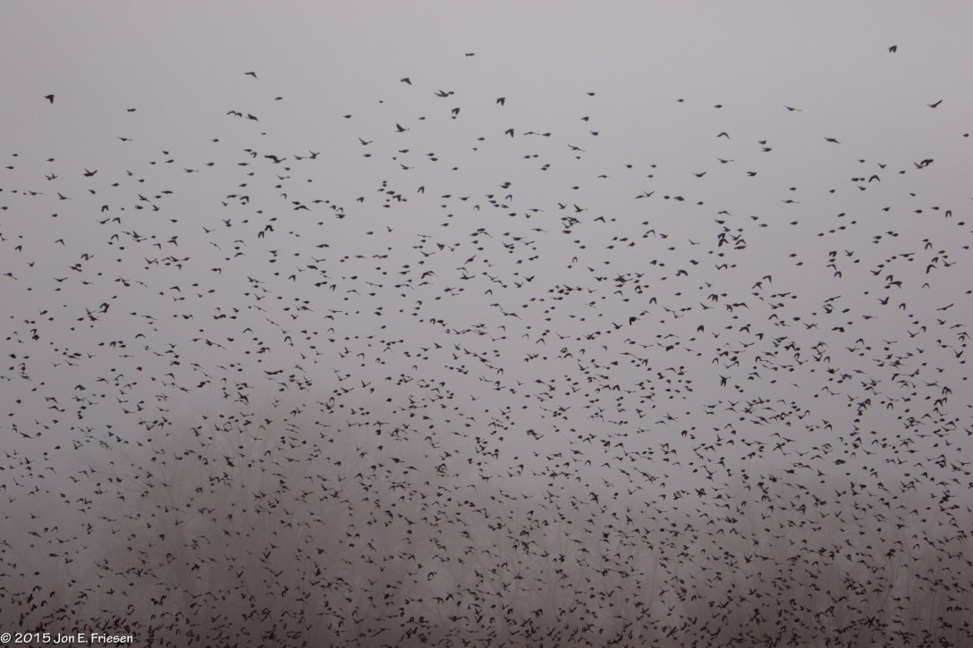 Birds in Foggy Field-1734